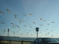 seagulls