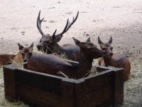 deer