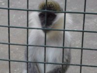 monkey
