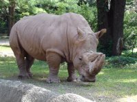 rhino
