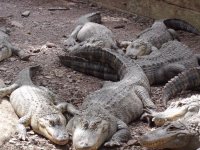 alligator