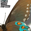 Click to view original image