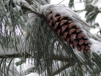 pine cone