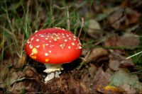 mushroom