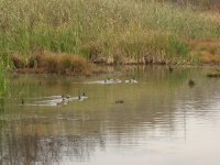 ducks on a pond