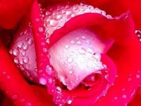 Rose in the Rain