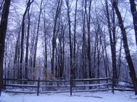 trees