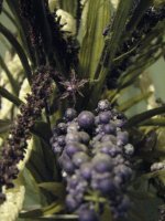 purple berries