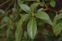 Leaves
