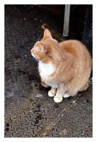 Stray II